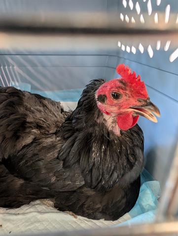 Adoptable Bird