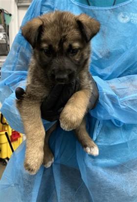 Adoptable Dog
