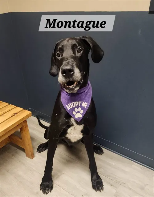 Montague