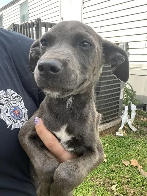Adoptable Dog