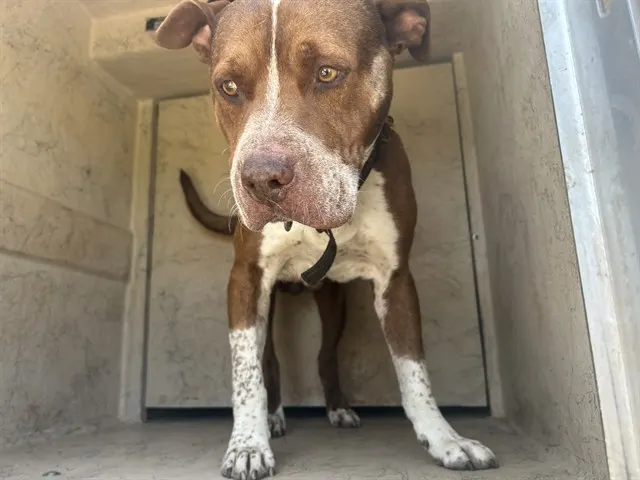 Adoptable Dog