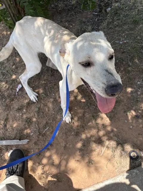 Adoptable Dog