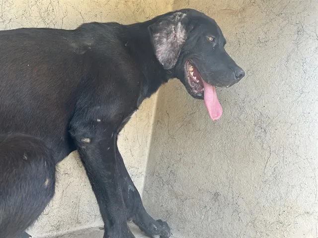 Adoptable Dog