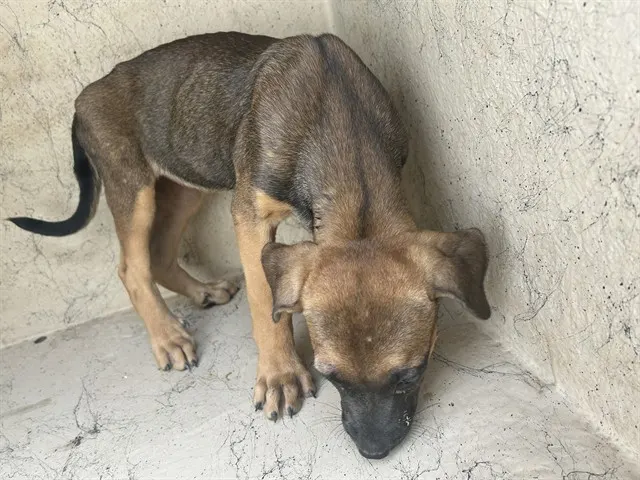 Adoptable Dog