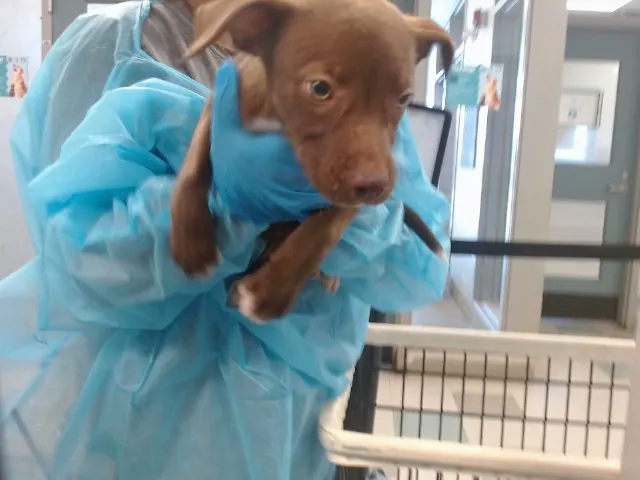 Adoptable Dog