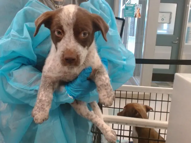 Adoptable Dog