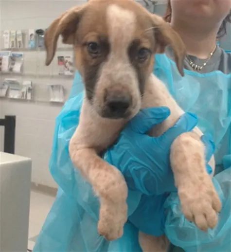 Adoptable Dog