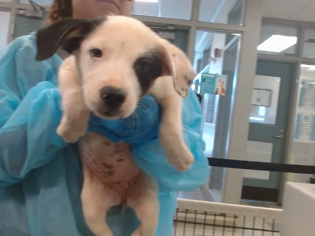 Adoptable Dog