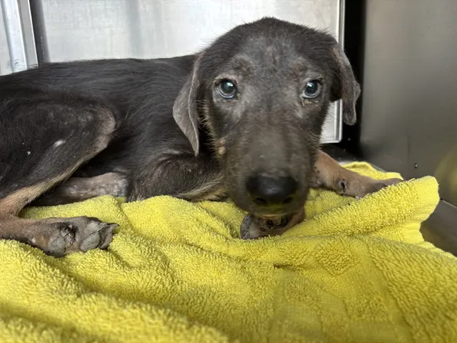 Adoptable Dog