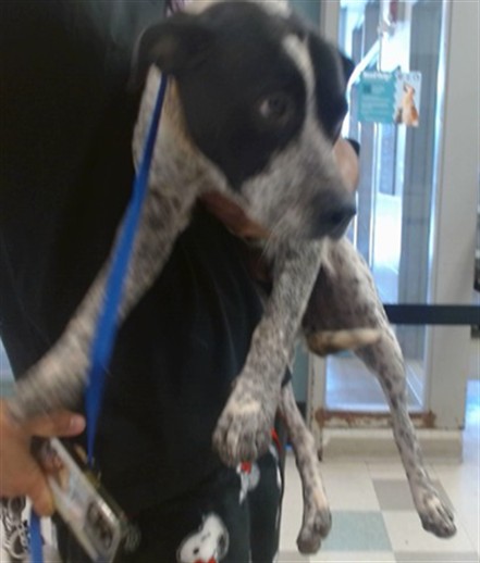 Adoptable Dog