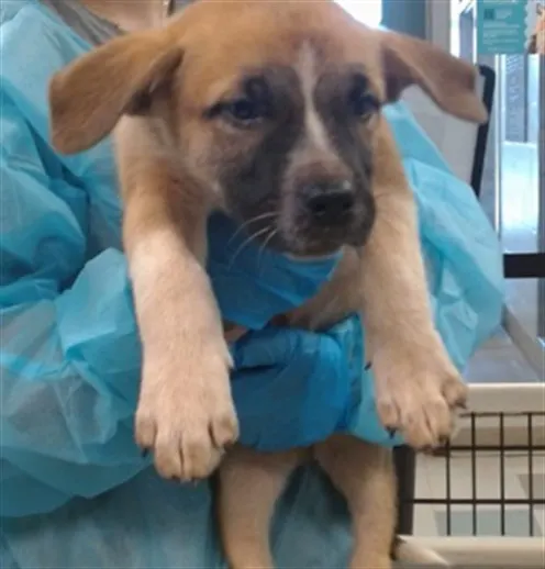 Adoptable Dog