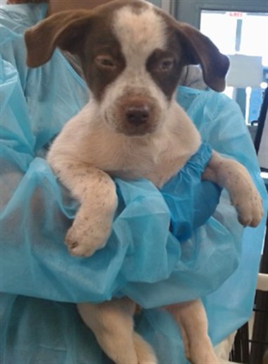 Adoptable Dog