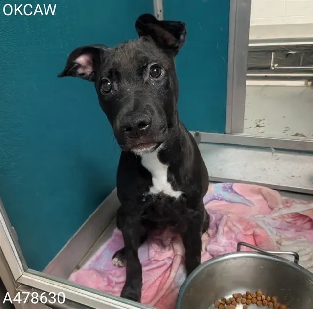 Adoptable Dog