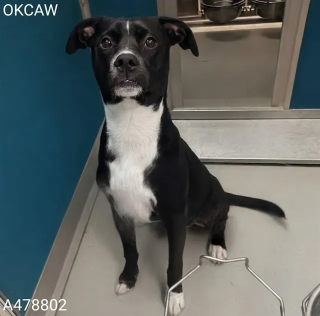 Adoptable Dog