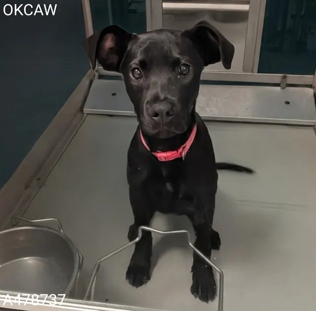 Adoptable Dog