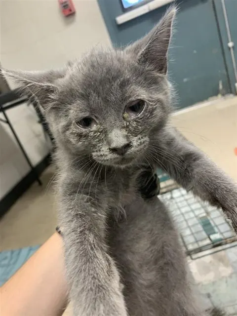 Adoptable Cat