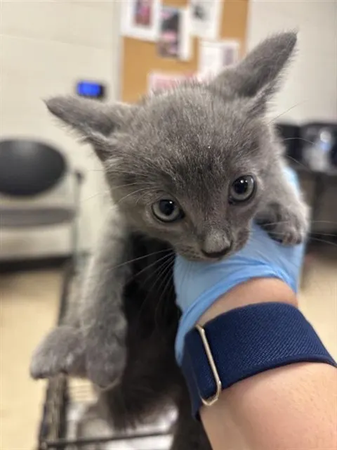 Adoptable Cat