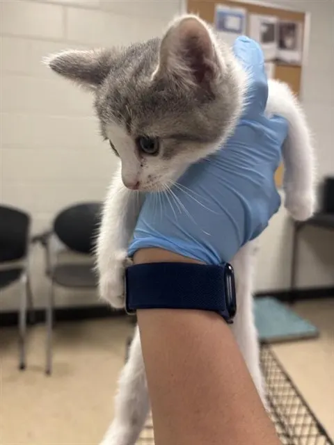 Adoptable Cat