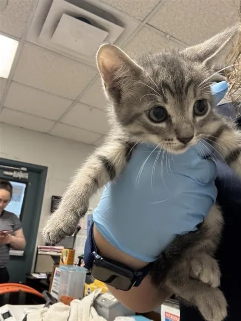 Adoptable Cat