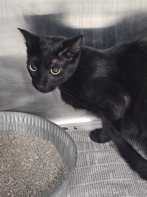Adoptable Cat