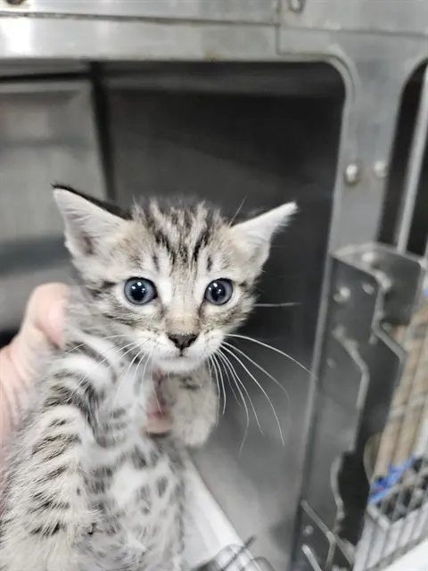 Adoptable Cat