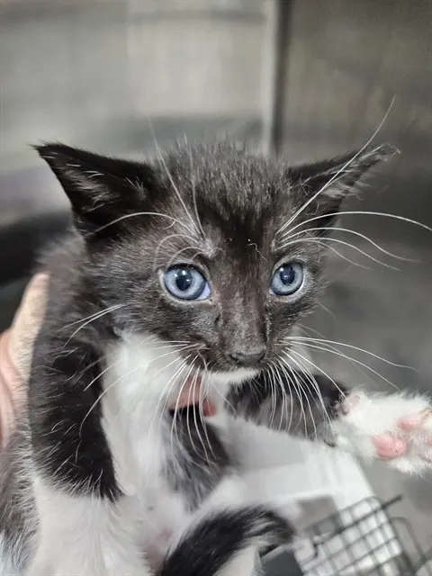 Adoptable Cat