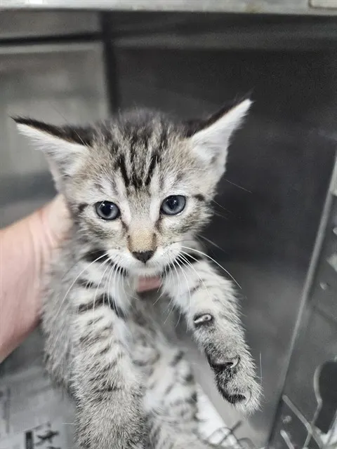 Adoptable Cat