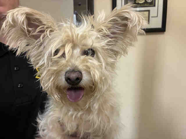 Adoptable Dog