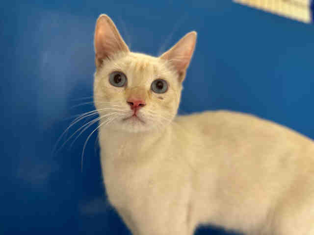 Adoptable Cat