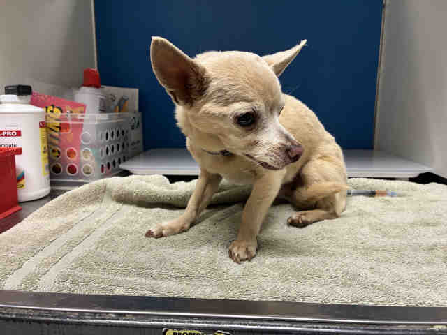 Adoptable Dog