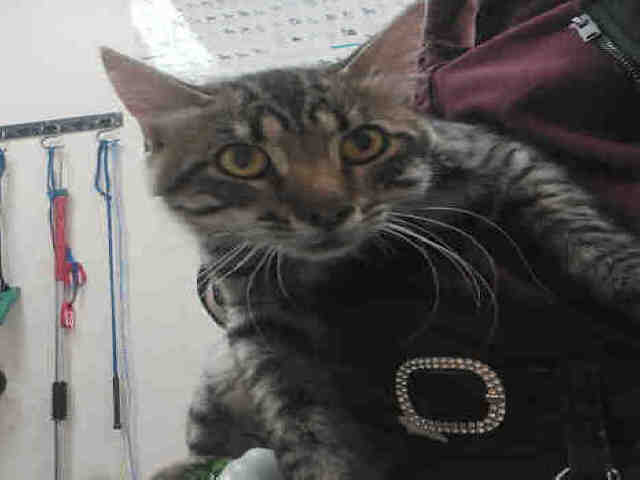 Arwen