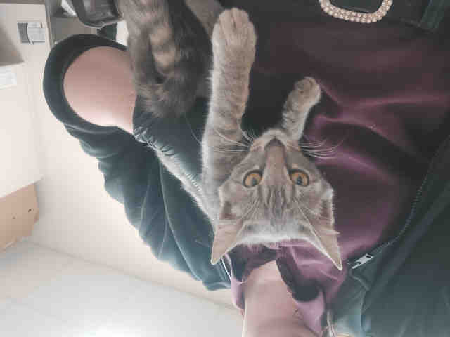 Sylvie