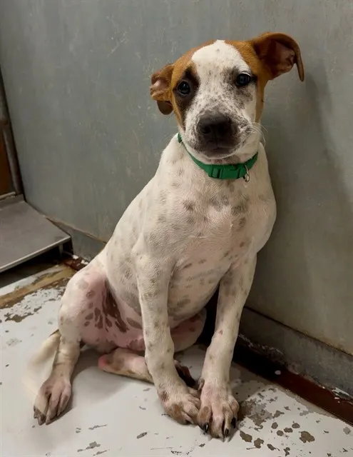 Adoptable Dog