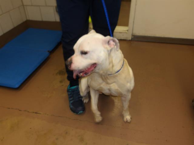 Adoptable Dog