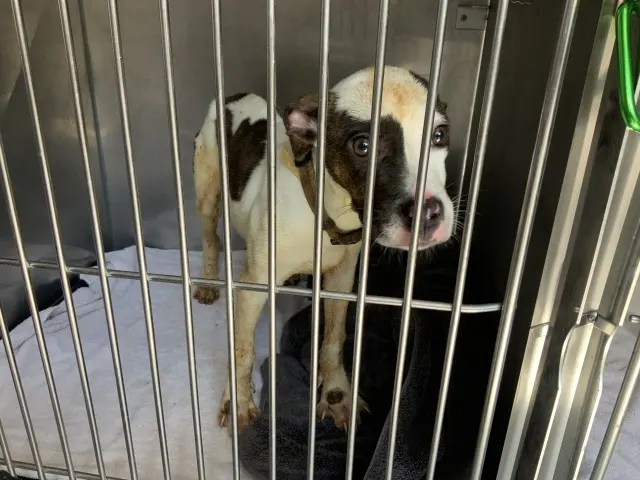 Adoptable Dog