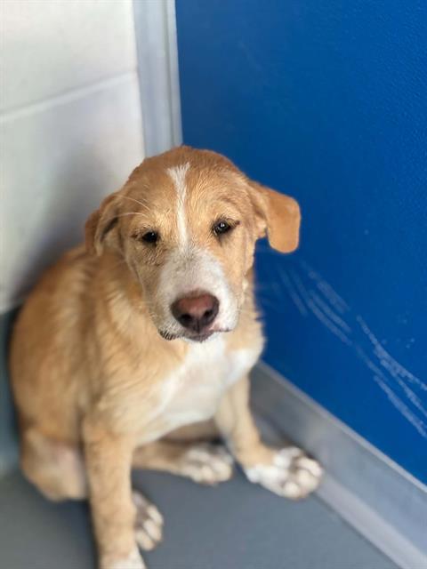 Adoptable Dog