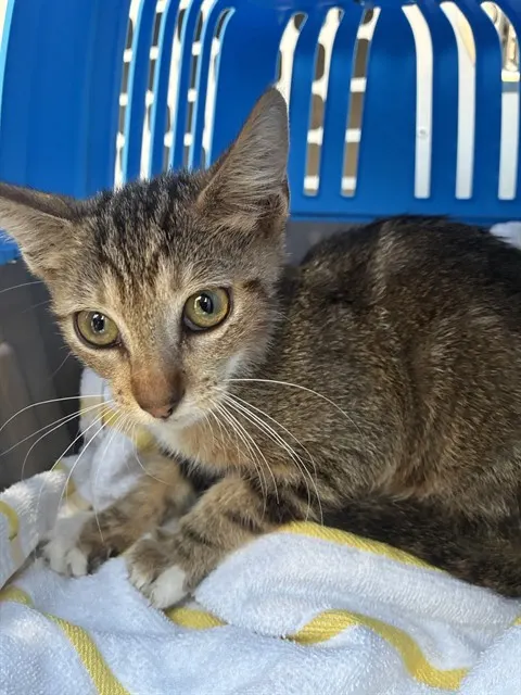 Adoptable Cat