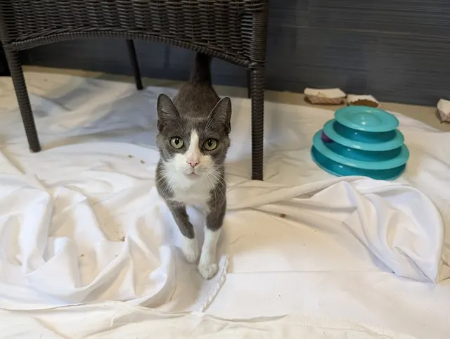 Adoptable Cat