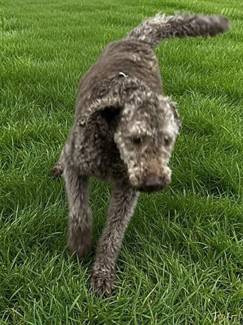 Ben