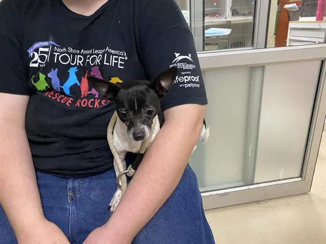 Adoptable Dog