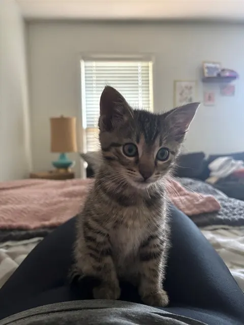 Otto