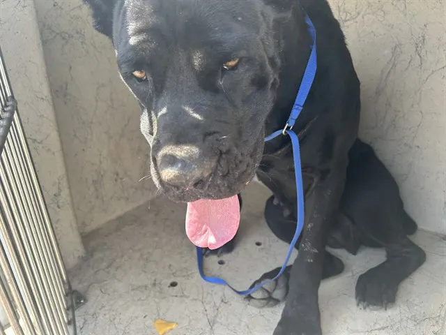 Adoptable Dog
