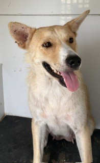 Adoptable Dog