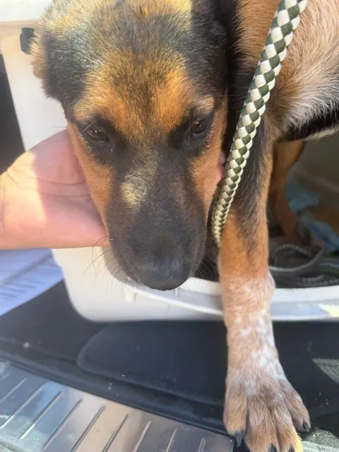 Adoptable Dog