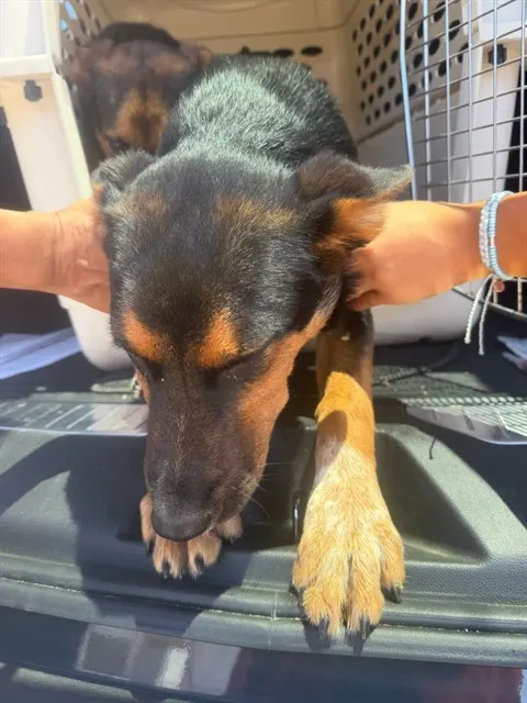 Adoptable Dog