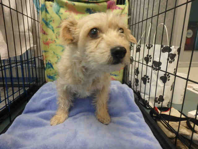 Jaz