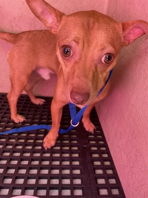 Roscoe