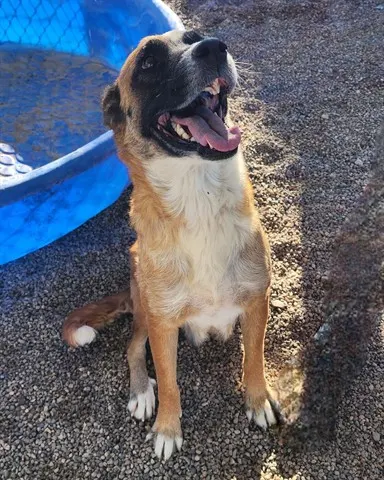 Bindi