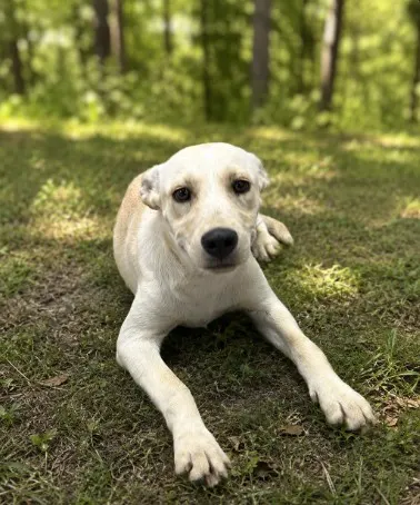 Adoptable Dog
