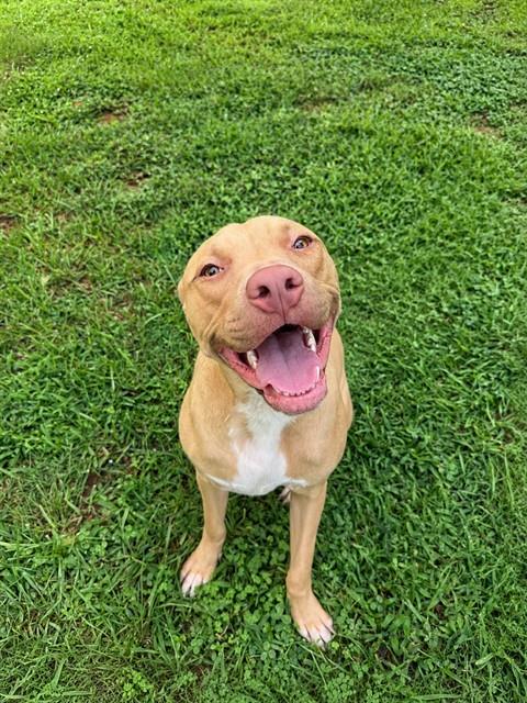 Dixie